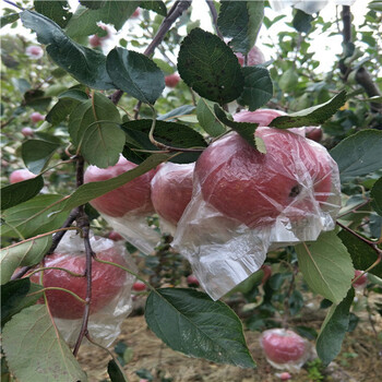 出售花椒苗，花椒苗去哪找