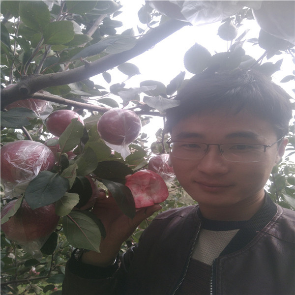 冬棗樹苗脆甜棗，哪里出售冬棗苗