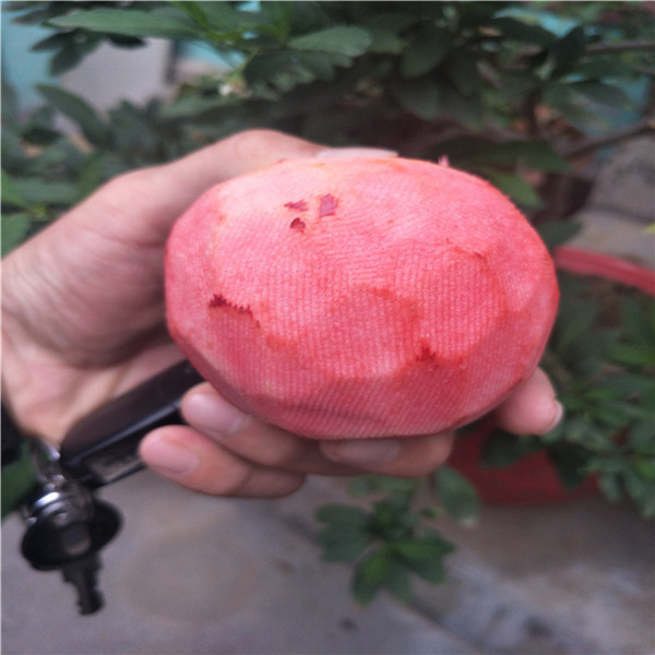棗樹苗，哪里出售棗樹