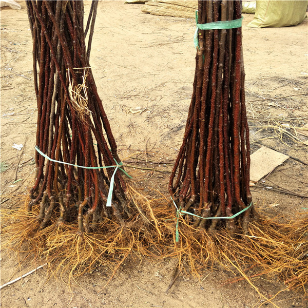 蘋果樹(shù)苗 ，目前好品種蘋果苗