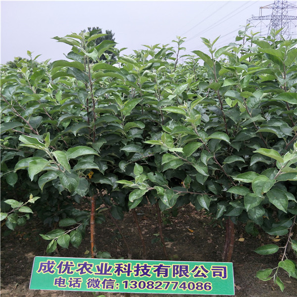 哪里賣魯麗蘋果樹，蘋果樹苗價(jià)格