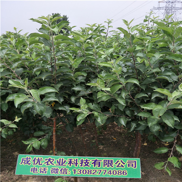 哪里賣矮化蘋果樹，紅肉蘋果苗多少錢