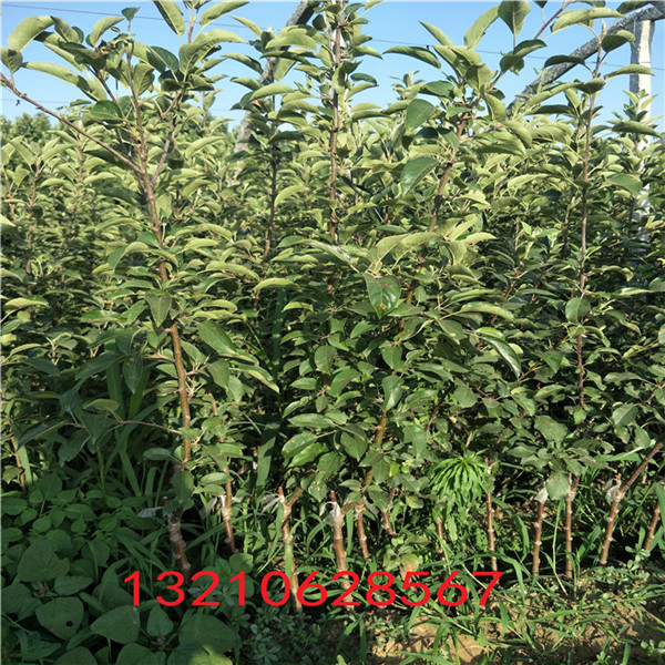 沙蜜豆櫻桃樹基地出售
