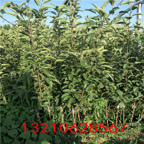 50公分花椒苗，花椒苗培育技術(shù)