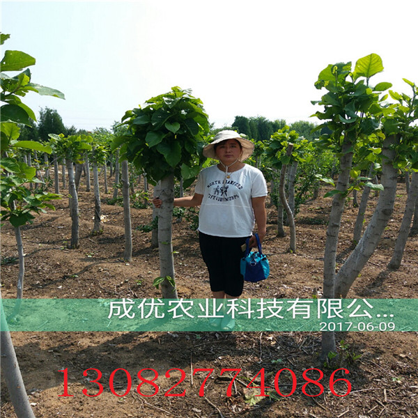 無刺花椒苗，花椒苗基地