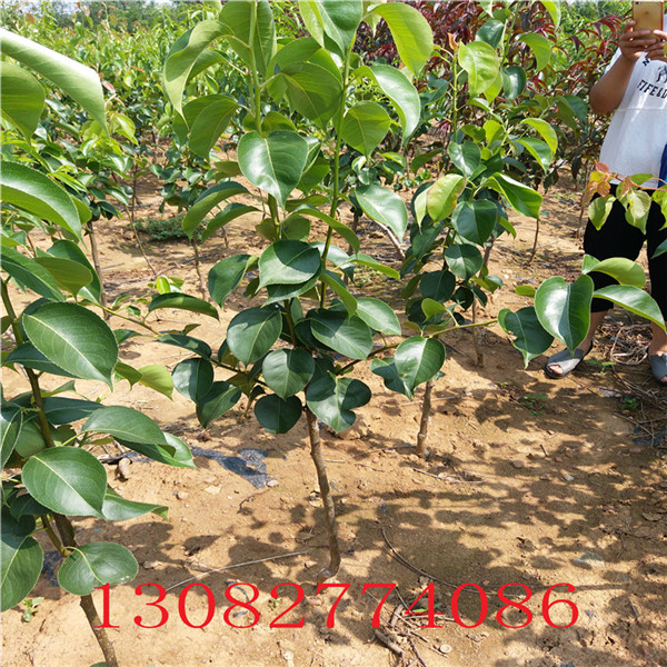 1米高梨樹(shù)苗，新梨七號(hào)梨樹(shù)苗