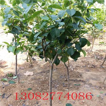 花椒苗，無刺花椒苗批發(fā)