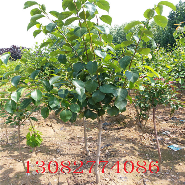 大紅袍花椒苗，韓城無刺花椒苗價(jià)格