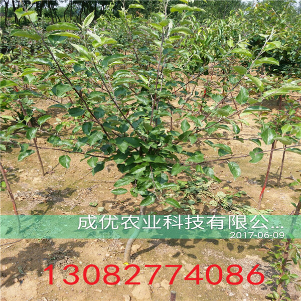 棗樹苗廠家，棗樹苗報價