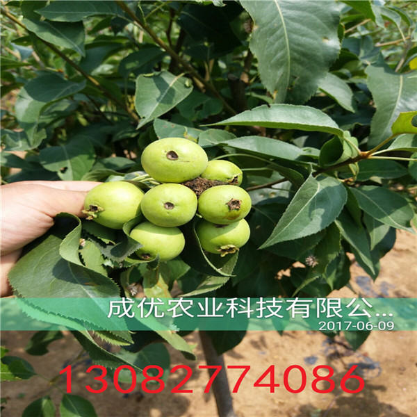 冬棗樹(shù)苗，棗樹(shù)苗報(bào)價(jià)