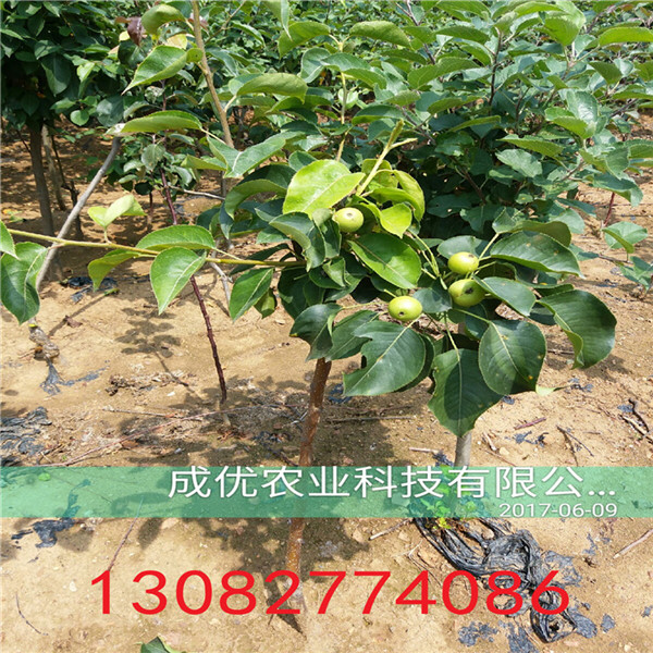 1米高秋月梨樹苗，1公分梨樹報價