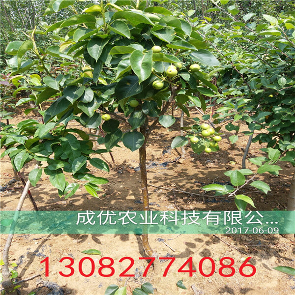 大紅袍花椒苗，四川花椒苗基地