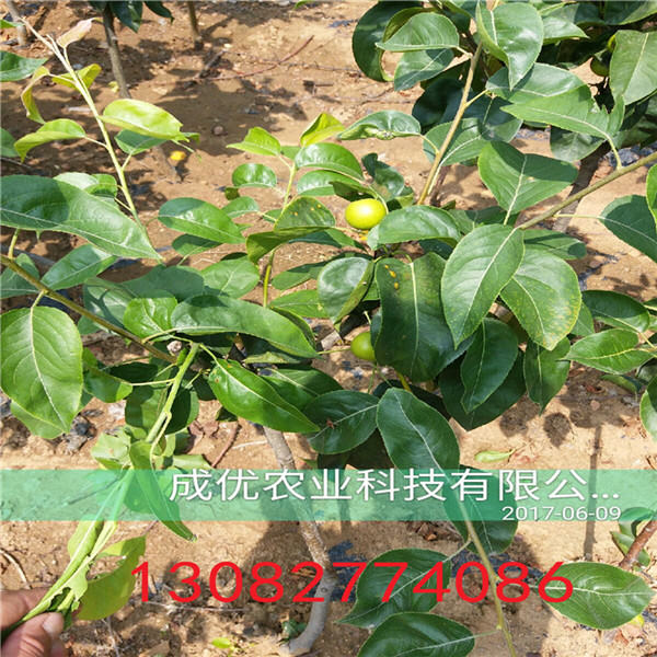 哪里出售棗樹苗，棗樹苗多少錢