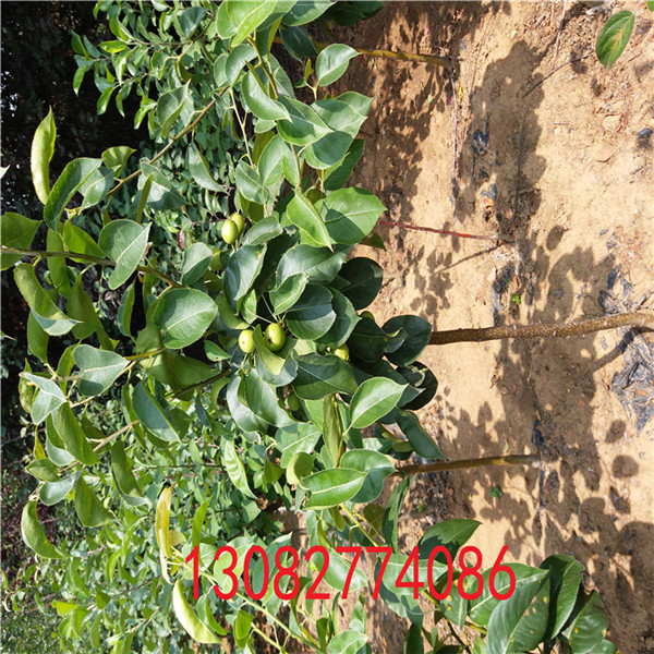 大紅袍花椒苗，無(wú)刺大紅袍花椒苗