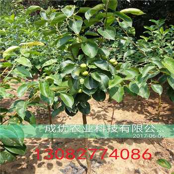 目前好的梨樹苗，全紅梨樹苗