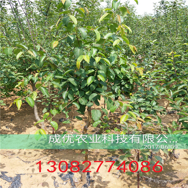 紅燈櫻桃樹基地出售