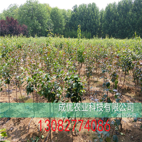 紅燈櫻桃樹基地出售