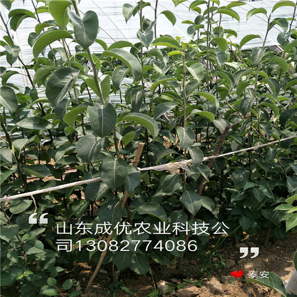 薩蜜脫櫻桃樹銷售基地