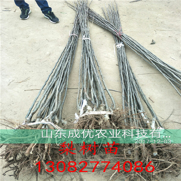 花椒苗，花椒苗怎么種植