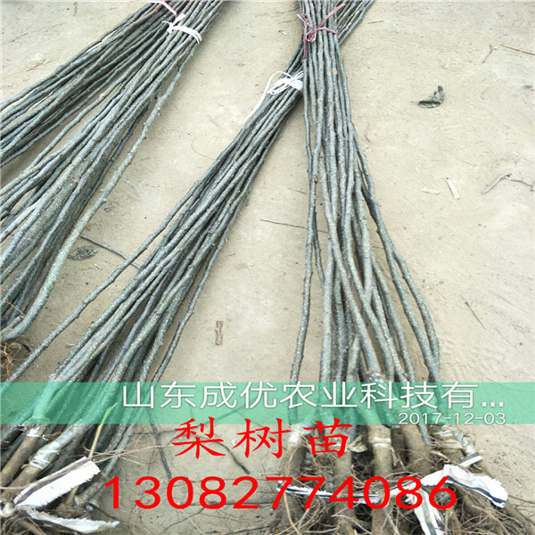 花椒苗，花椒苗 種植技術(shù)