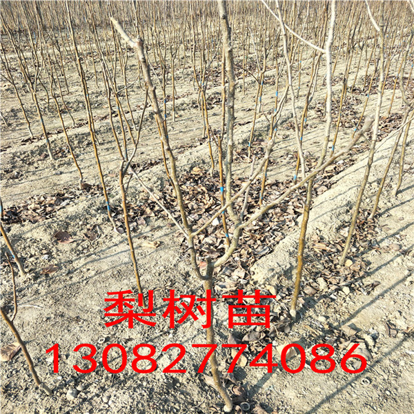 花椒樹苗多少錢一顆，大紅袍花椒種植效益
