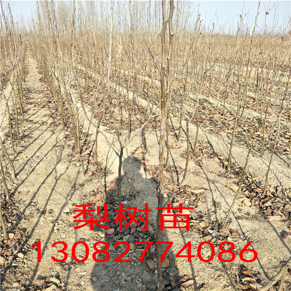 1米高秋月梨樹苗，秋月每棵價(jià)格