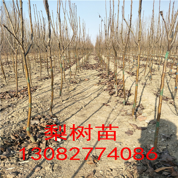 想買棗苗哪里有，棗樹苗價格