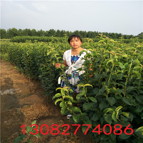 薩蜜脫櫻桃樹廠家供應(yīng)