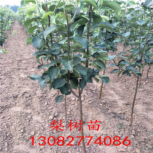 1米高秋月梨樹苗，1公分梨樹報價