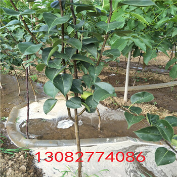 1米高梨樹苗，新梨七號(hào)梨樹苗