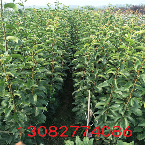 50公分花椒苗，花椒苗培育技術(shù)