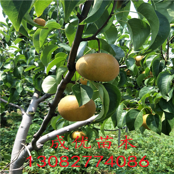 花椒苗出售價格，大紅袍花椒苗批發(fā)