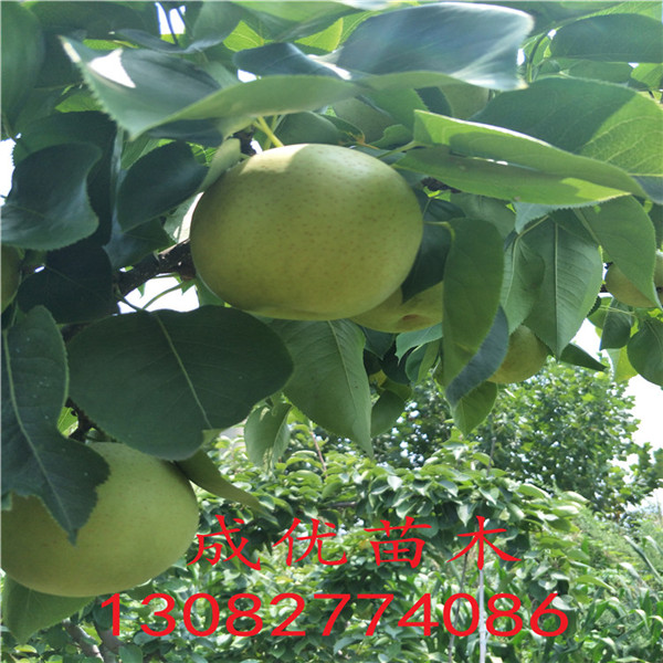 50公分花椒苗，花椒苗培育技術(shù)