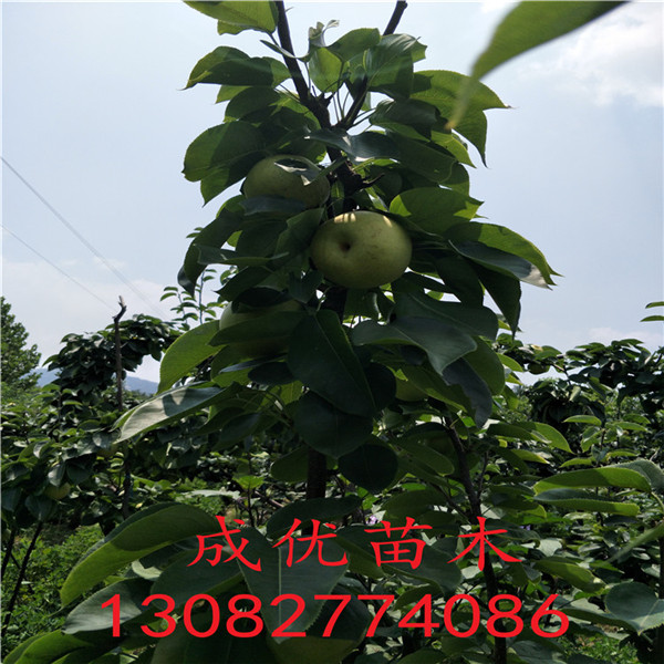 薩蜜脫櫻桃樹行情局勢