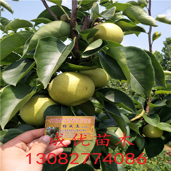車?yán)遄訖烟覙?shù)哪里出售