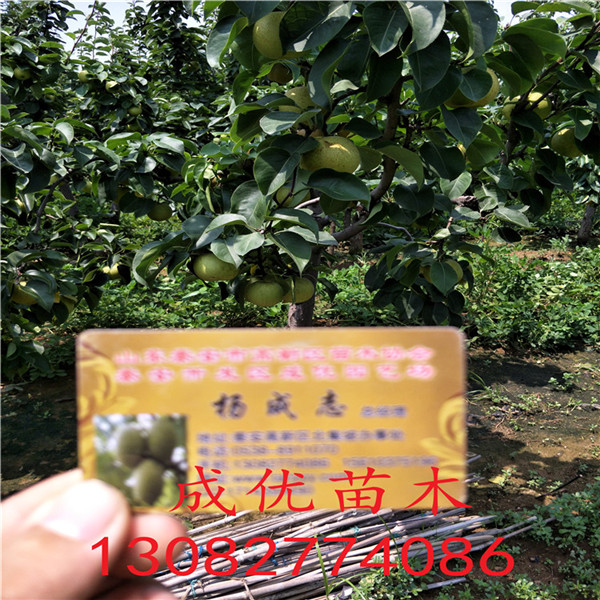大紅袍花椒苗，陜西花椒苗價(jià)格