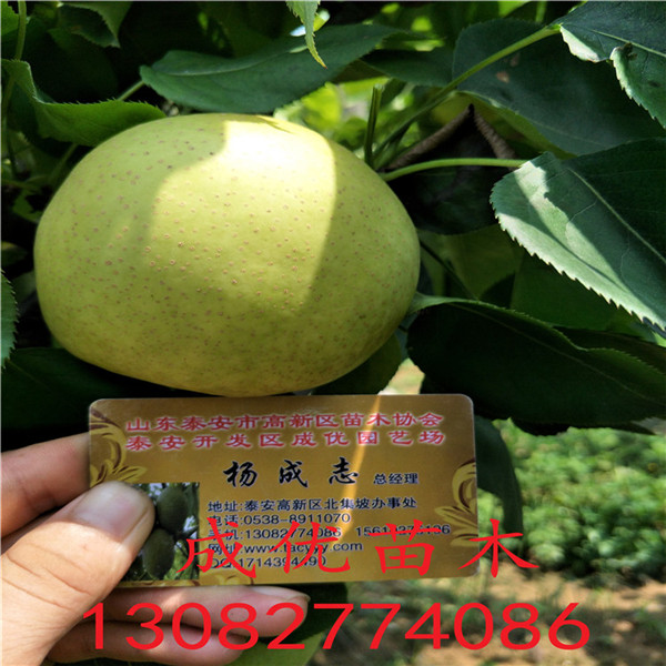 冬棗樹(shù)苗脆甜棗，棗樹(shù)那個(gè)品質(zhì)好