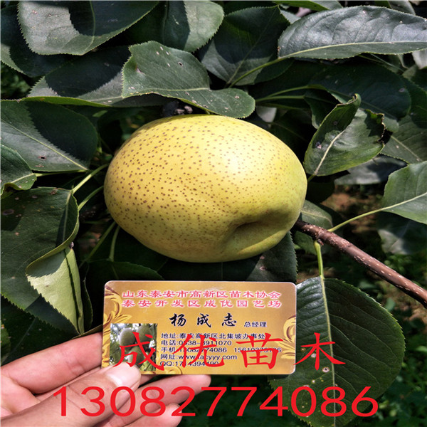 沙蜜豆櫻桃樹價格