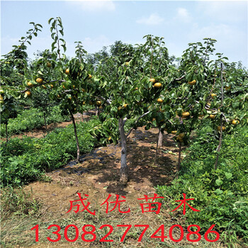 花椒苗出售價格，大紅袍花椒苗批發(fā)