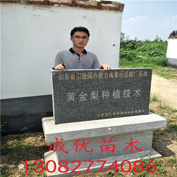 50公分花椒苗，花椒苗批發(fā)