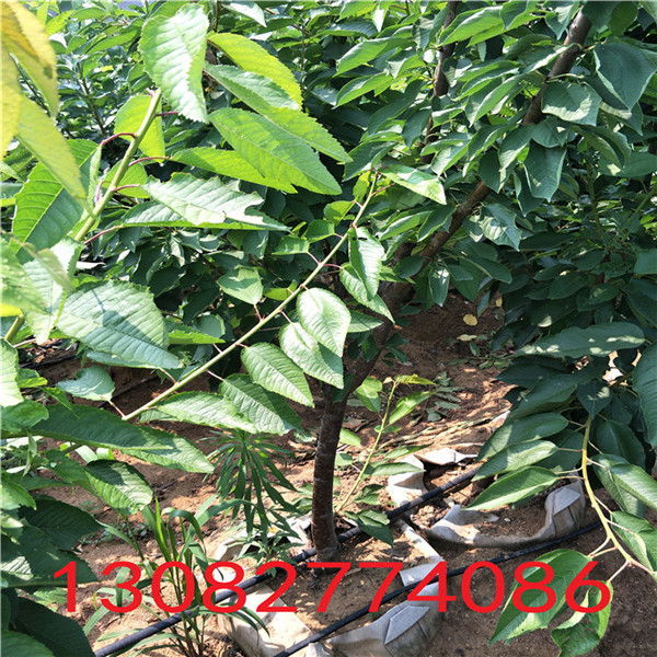 50公分花椒苗，花椒苗哪家好