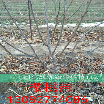 薩蜜脫櫻桃樹行情局勢