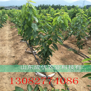 沙蜜豆櫻桃樹(shù)現(xiàn)在多少錢(qián)買(mǎi)