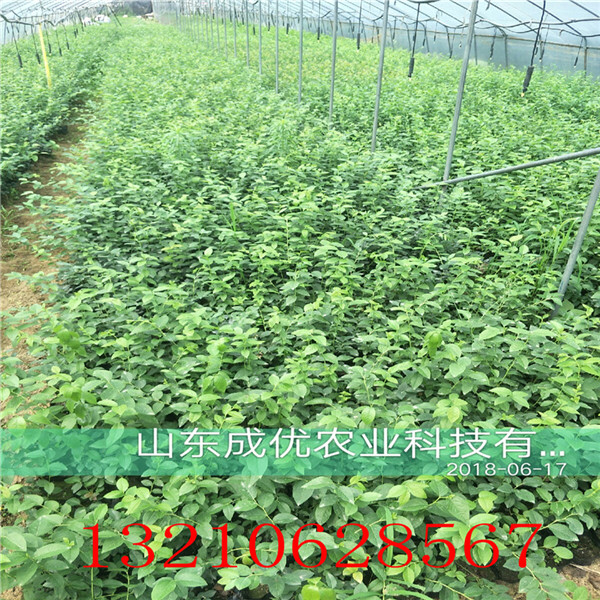 沙蜜豆櫻桃樹銷售基地