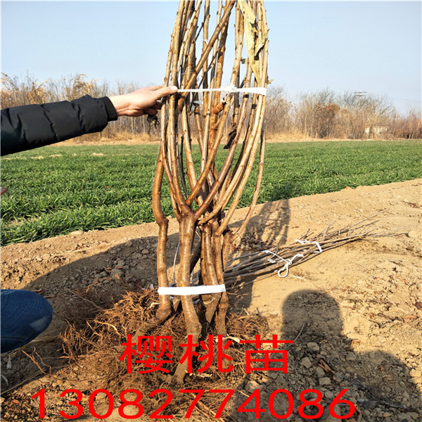 1米高花椒苗，花椒苗出售