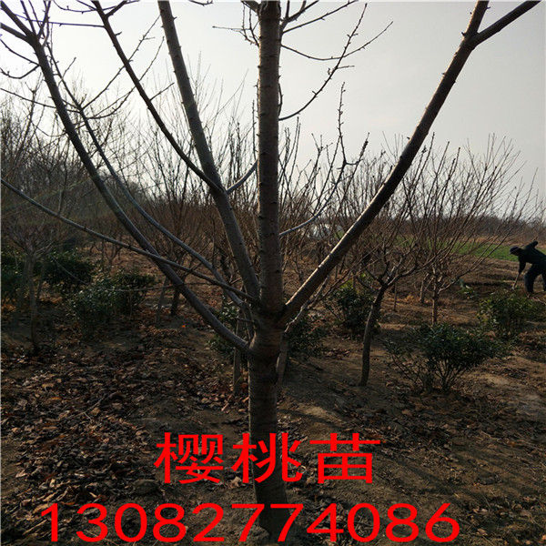 50公分花椒苗，花椒苗多少錢一棵