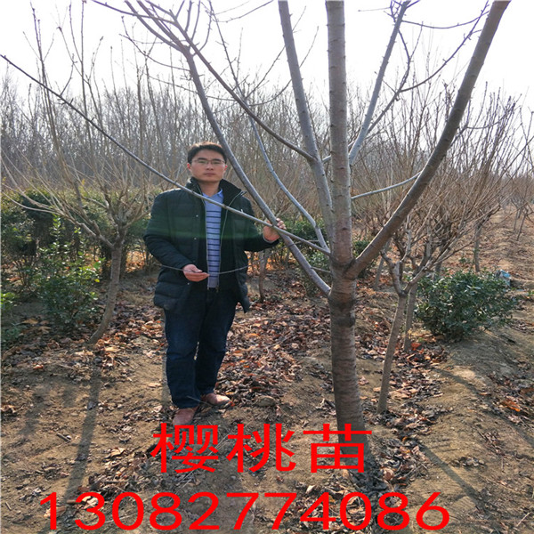 棗樹苗那個品種好，棗樹苗格