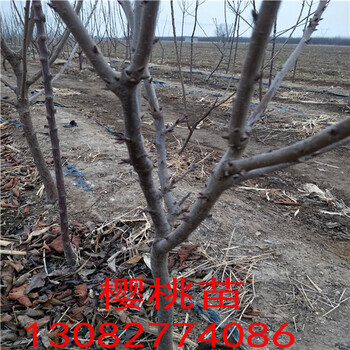 棗樹苗，棗樹苗批發(fā)價(jià)格