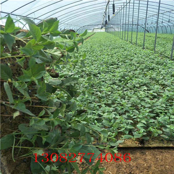 5公分棗樹價(jià)格，棗樹苗幾年結(jié)果