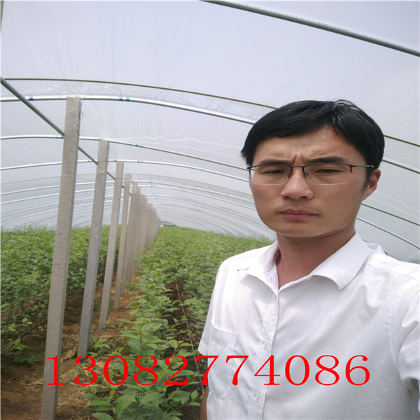 棗樹(shù)苗那個(gè)品種好，棗樹(shù)苗多少錢一棵